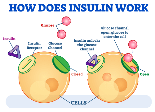 How insulin works