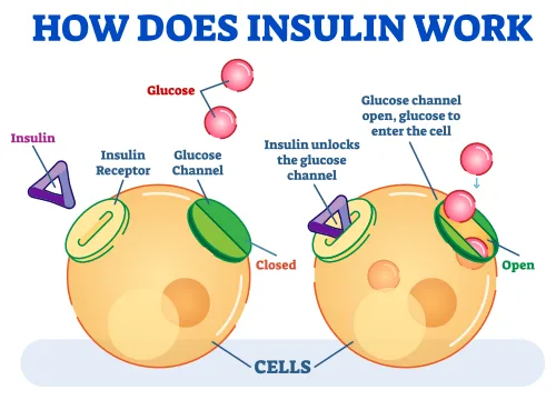 How insulin works