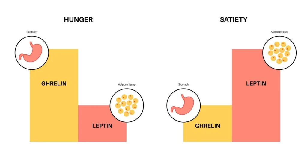 Illustration of Leptin's relation to body fat