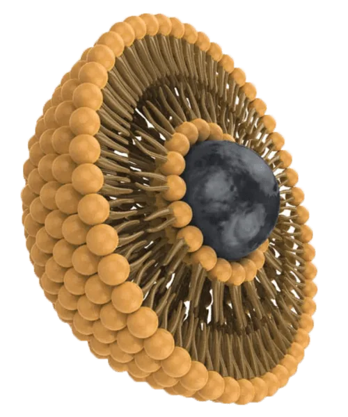 Micelle Liposomal Illustration
