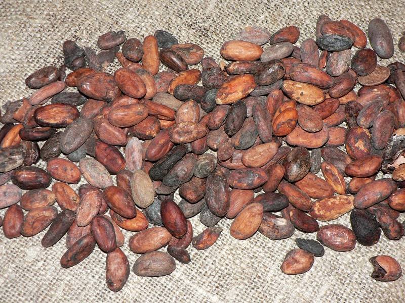 Cocoa beans