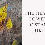 Cistanche Tubulosa Benefits