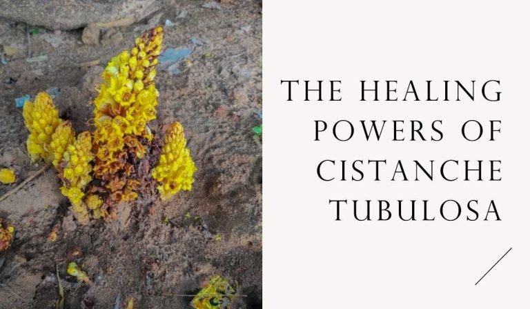 Cistanche Tubulosa Benefits