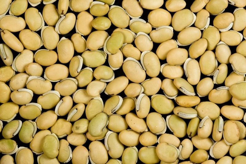 White Hyakinth Beans - Sem ki Phali