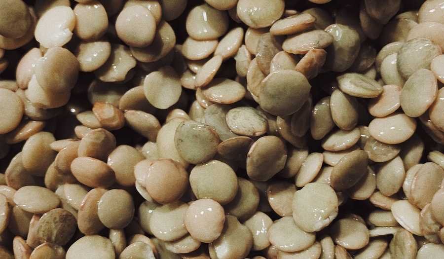 Photo of a Wet Lentil Seeds