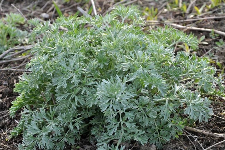 Wormwood (Artemisia Absinthium): Uses, Benefits, Dosage, And Side Effects