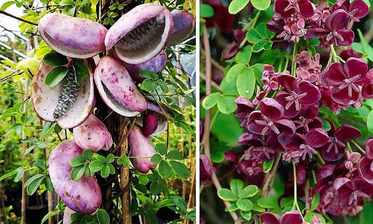 Chocolate Vine Benefits