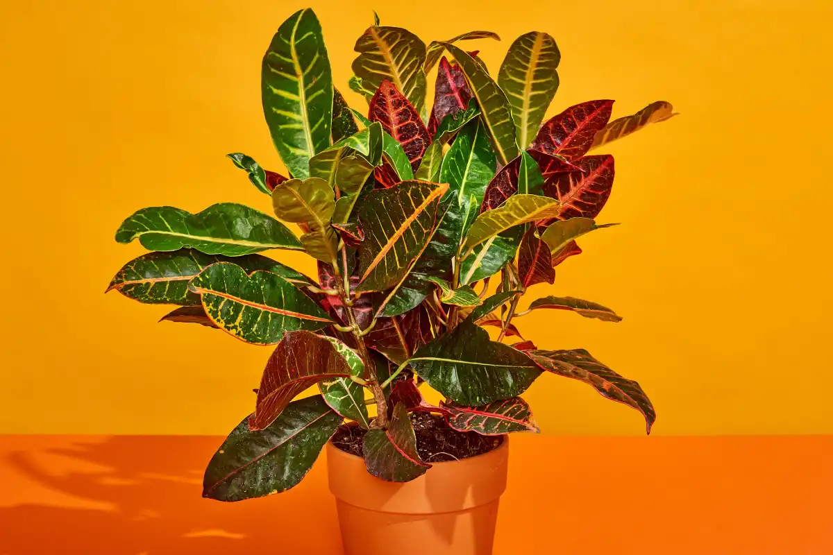 Croton Plant Health Benefits