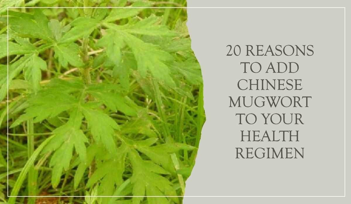 Chinese Mugwort Benefits