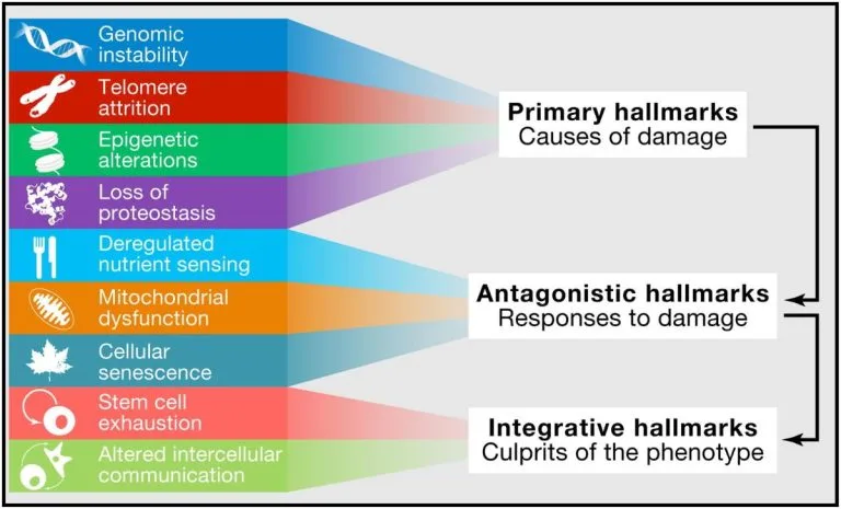 The hallmarks of aging as a featured image.