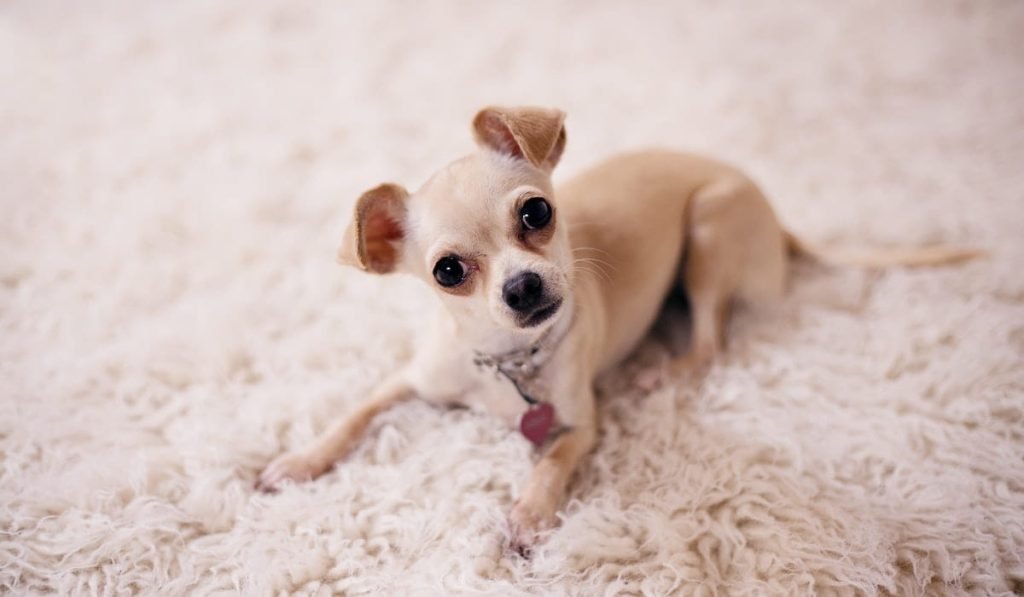 A Chihuahua Dog