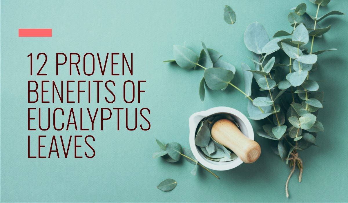 eucalyptus leaves benefits