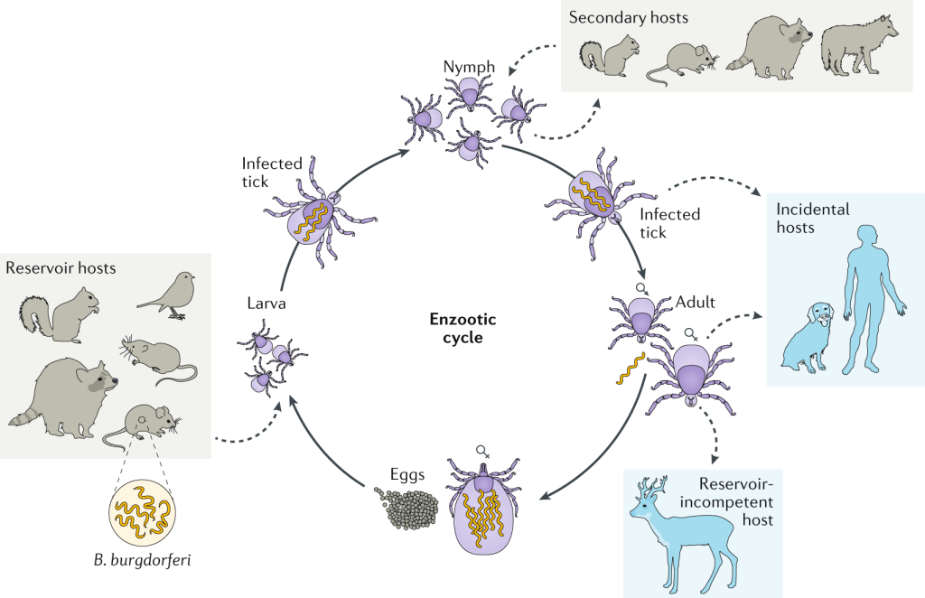 The life cycles of Ixodes scapularis and Borrelia burgdorferi.