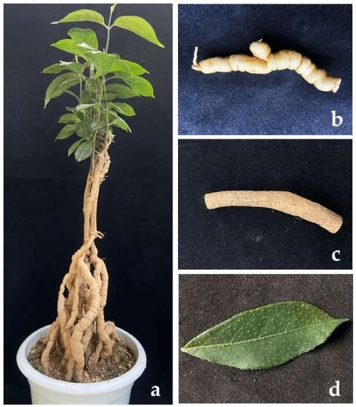 Morinda officinalis