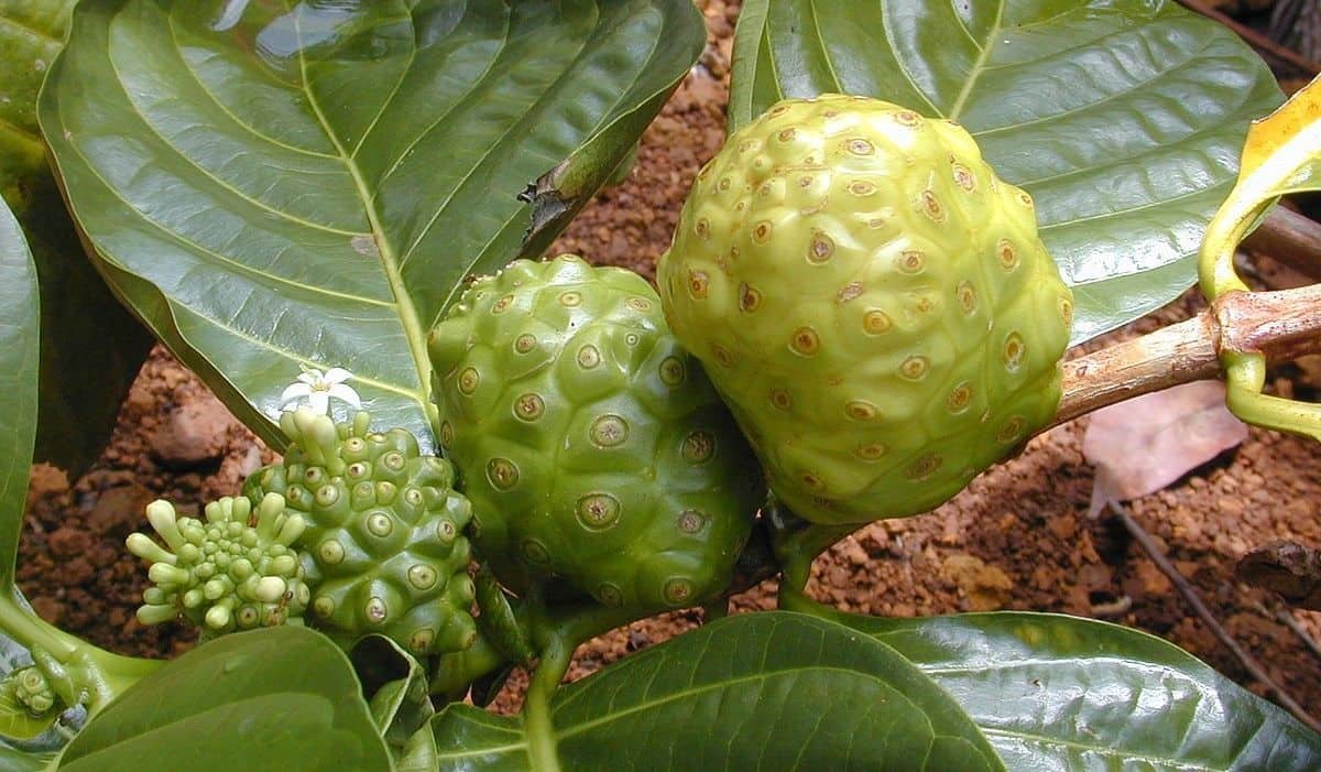 Morinda Officinalis Fruit