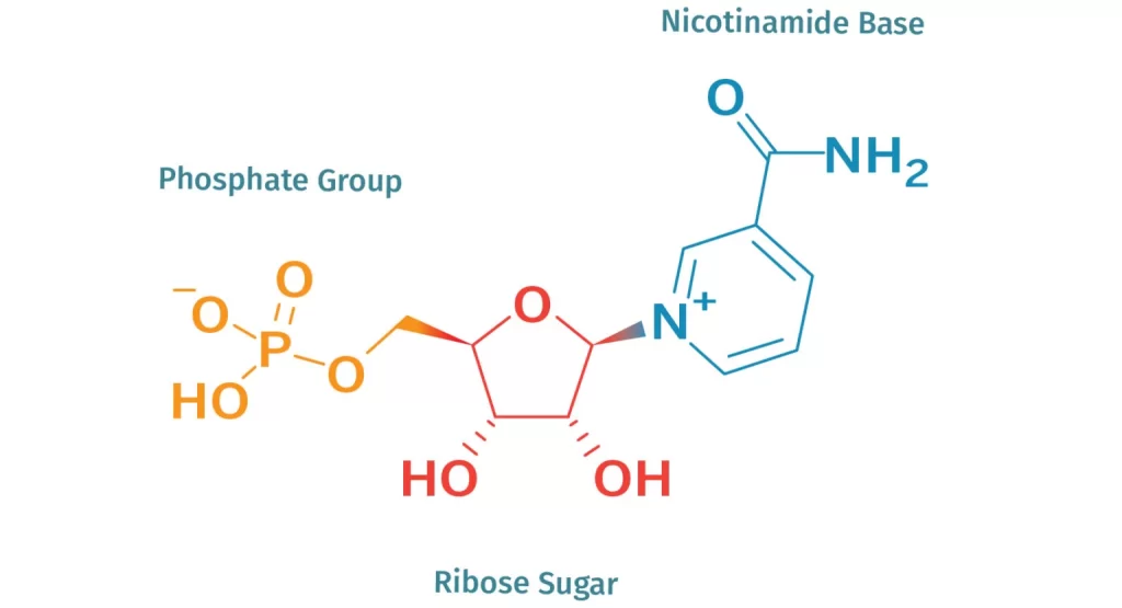 Molecular Structure of NMN