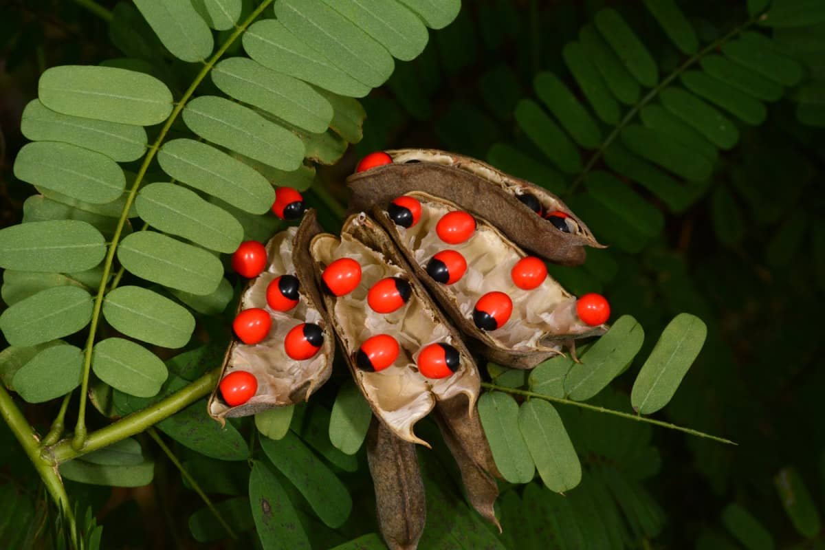 Abrus Precatorius seeds