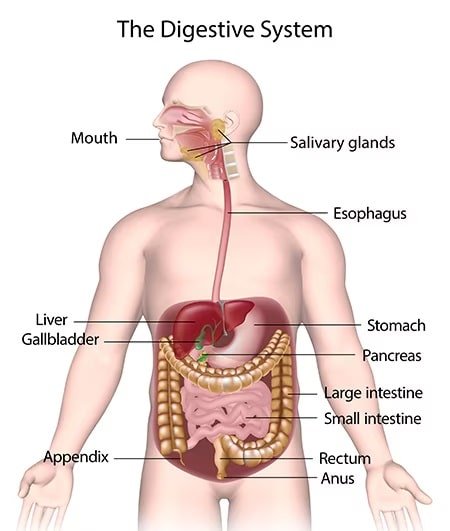 Digestion process