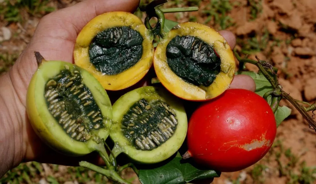 Trichosanthes Tricuspidata