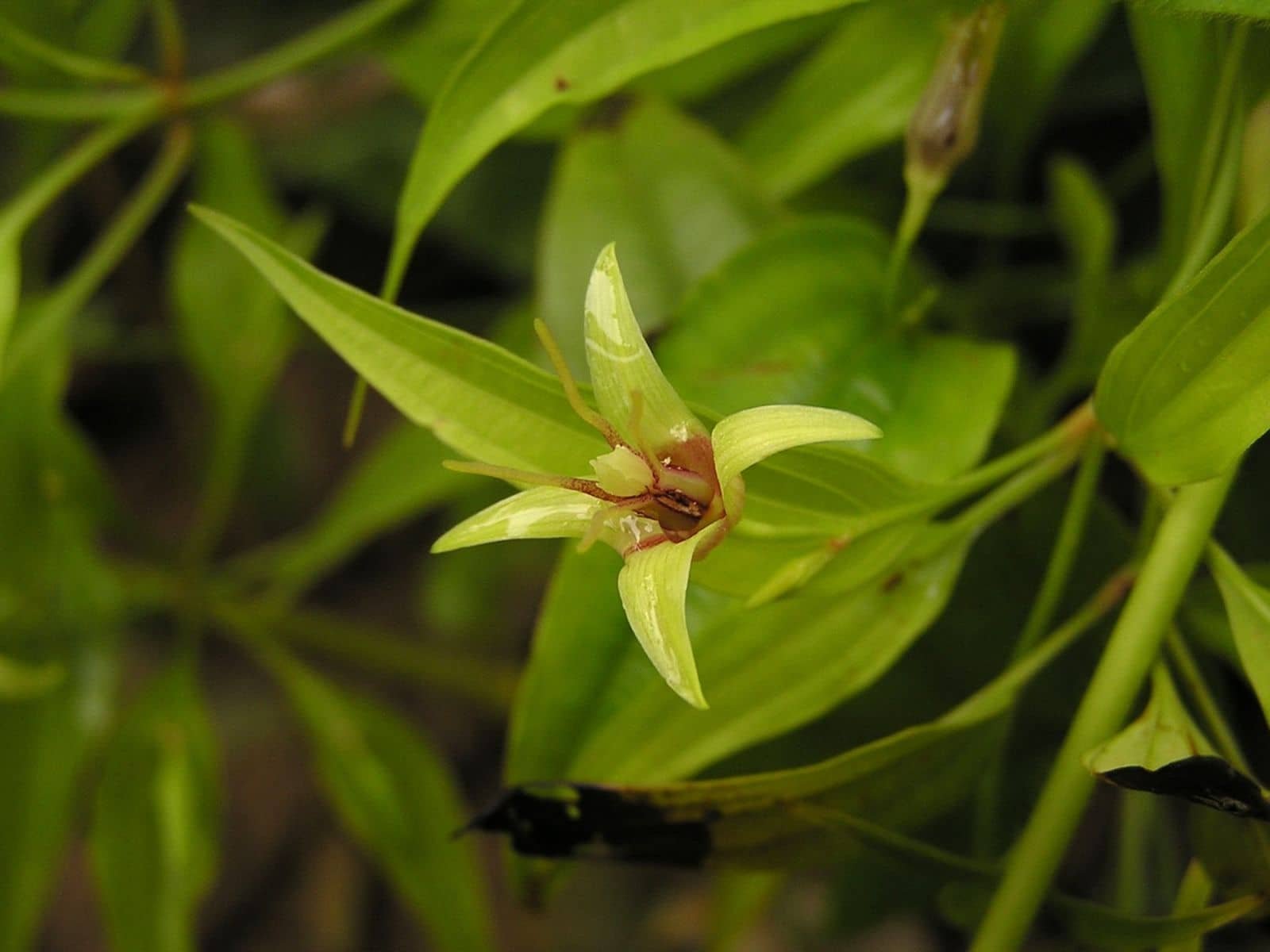 Stemona Japonica