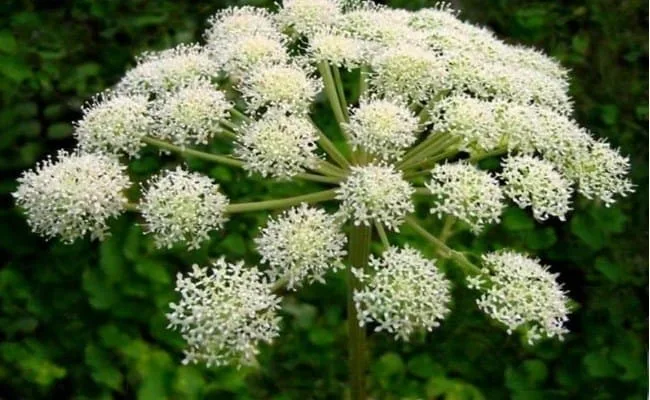 Donq-Quai or Angelica Sinensis as most commonly known