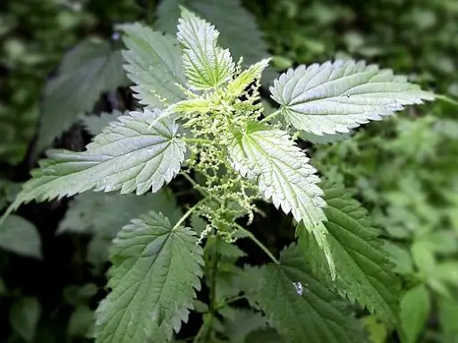 Stinging Nettle