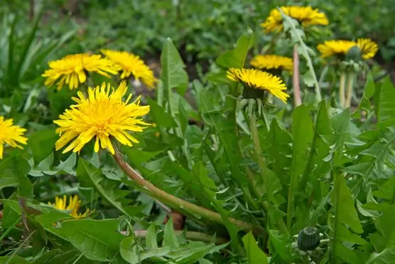 Taraxacum officinale (Dandelion)