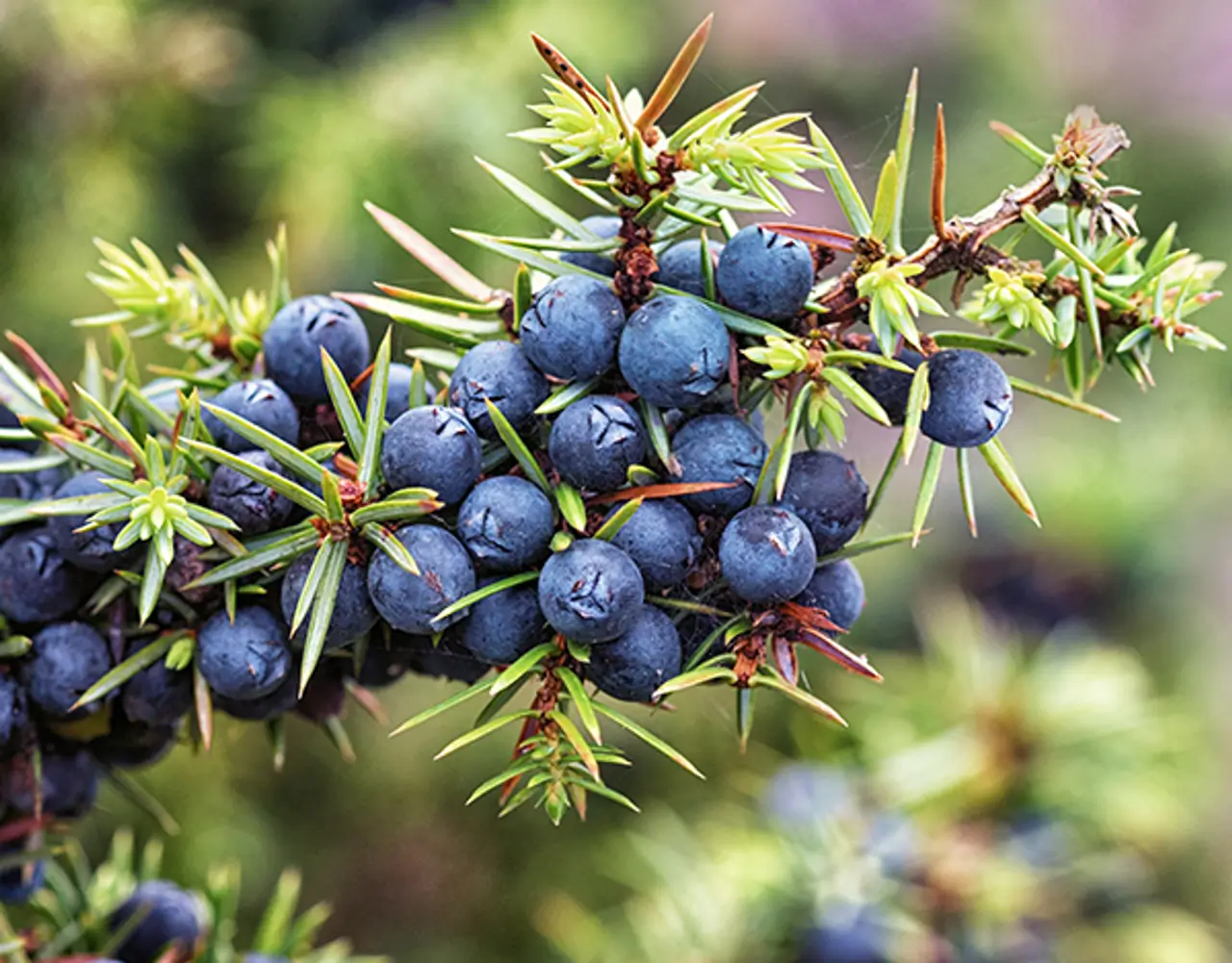 Juniper berries
