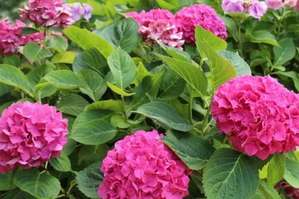 Hydrangea Bush and Flowers