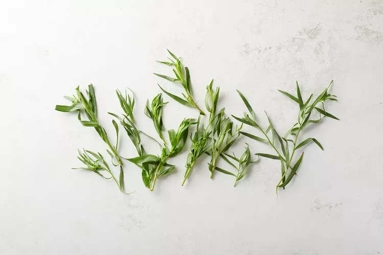 Tarragon