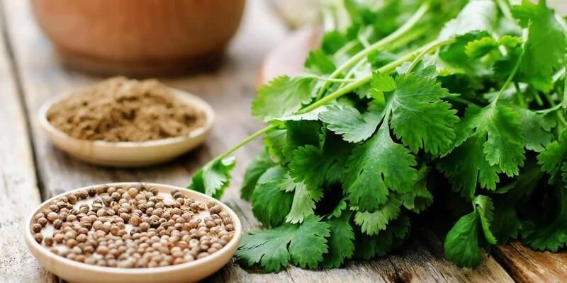 Fresh and Dried Coriander (Cilantro)