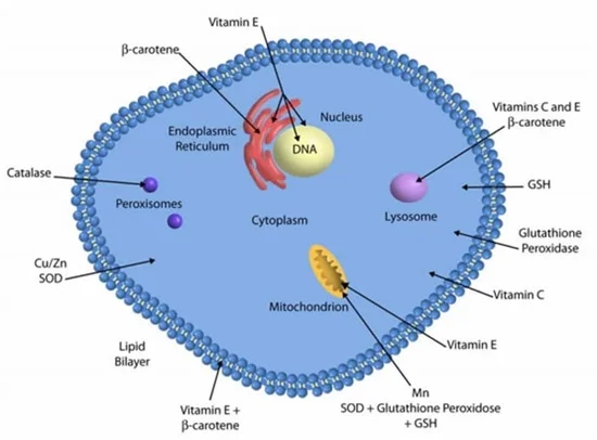 Antioxidant Enzyme Systems