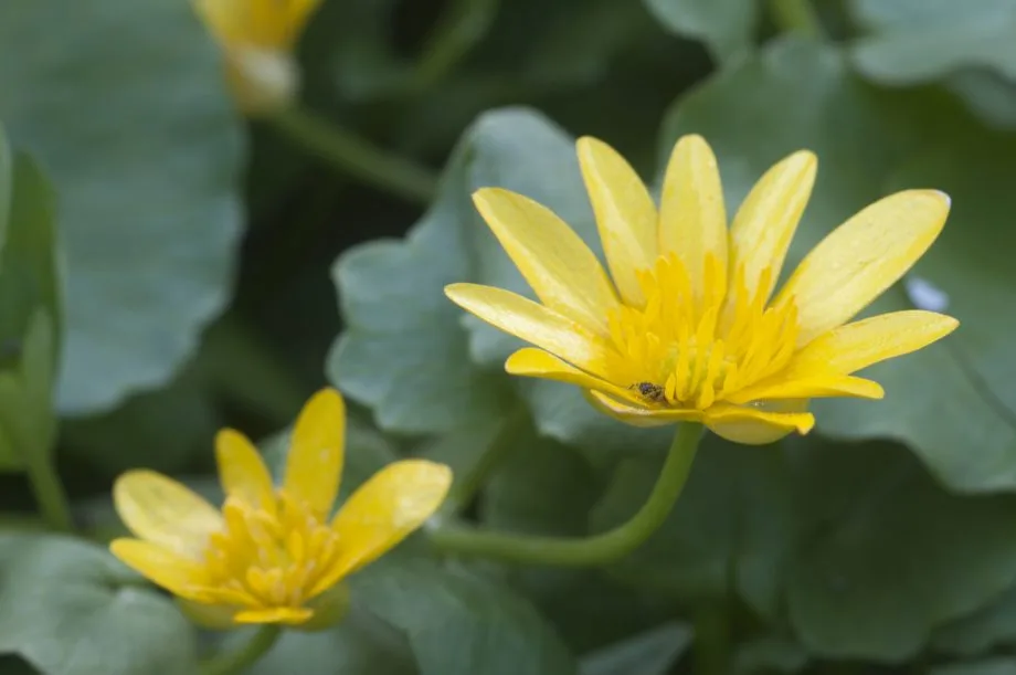Celandine 