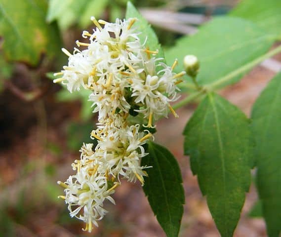 Calea ternifolia