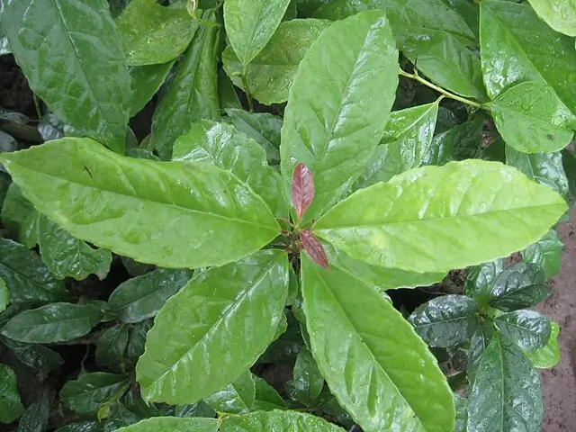 Guayusa plant from above