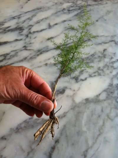 Wild Asparagus root