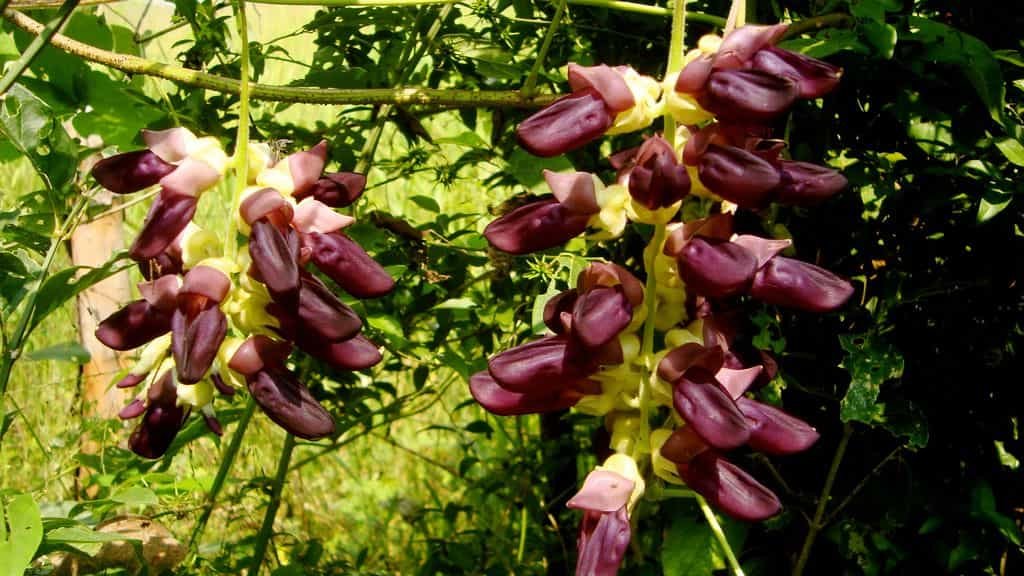 Mucuna Pruriens (Velvet bean) 