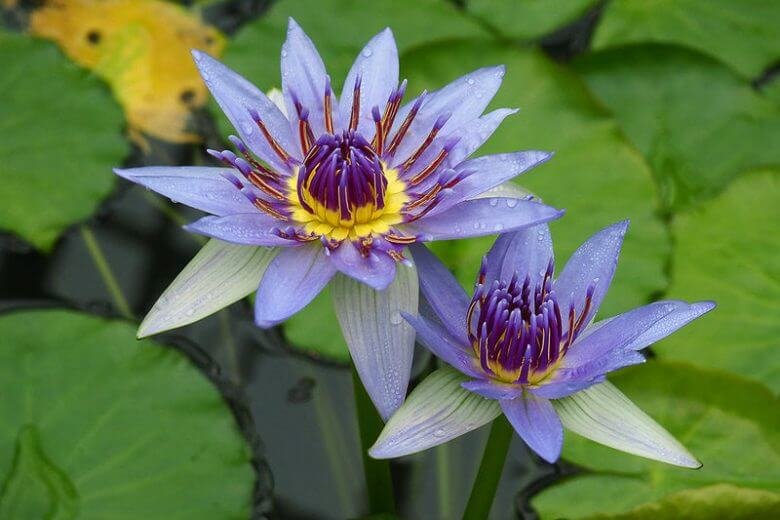 Blue Lotus (Nymphaea caerulea)