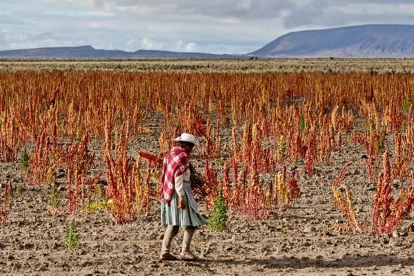 A Man in walking through a quinoa field