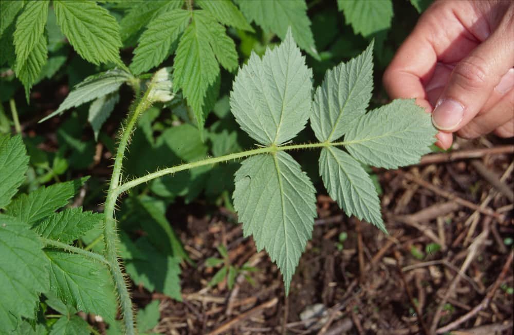 Red Raspberry Leaf (Rubus idaeus)