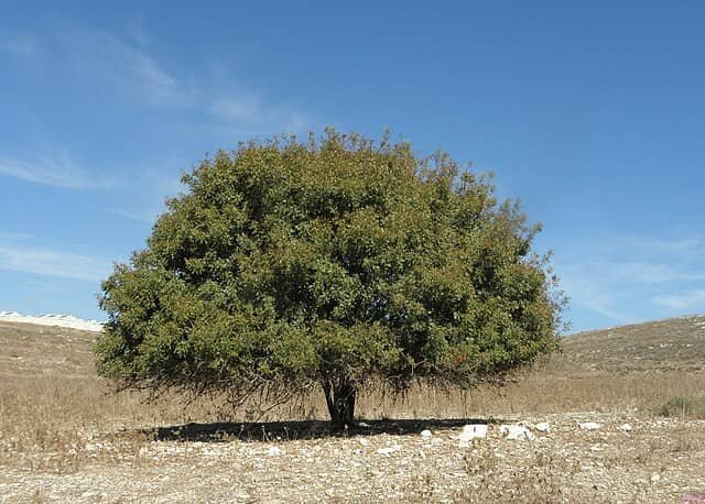 Pistacia palaestina, terebinth out in the wild