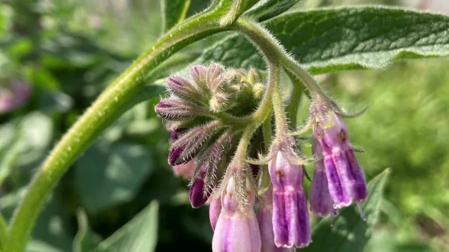 Comfrey plant