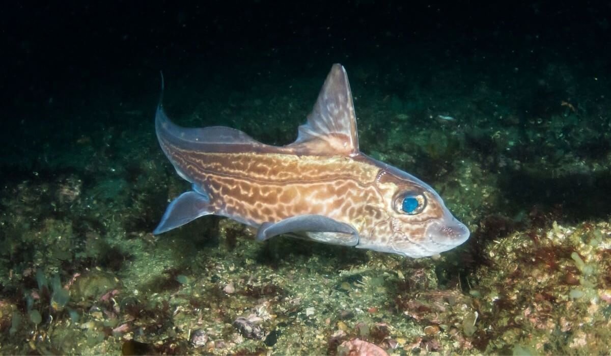 A Ratfish swimming