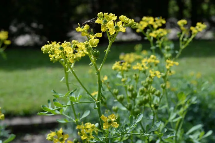 Ruta graveolens.