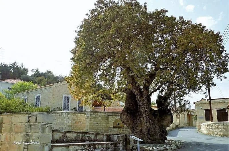 The centenarian Terebinth tree of Apesia Village / Cyprus