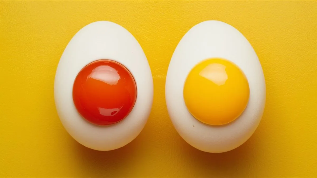 Two eggs with different yolk color