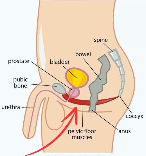 Male Pelvic Flood Muscles