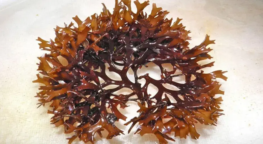 Raw Irish Moss Seaweed