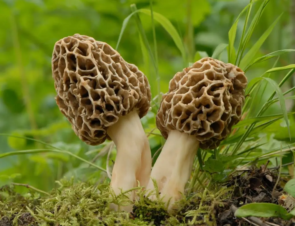 Morel mushrooms