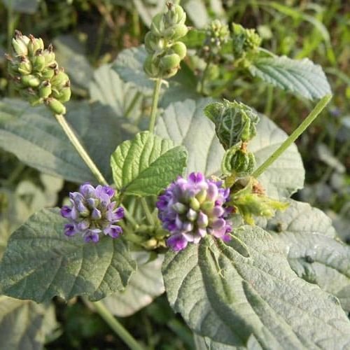 Psoralea corylifolia plant